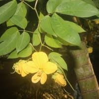 Image result for Senna bacillaris