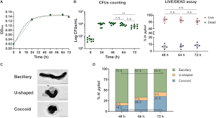 80 line invest 1000% jackpot bosku. Frontiers Isolation Method And Characterization Of Outer Membranes Vesicles Of Helicobacter Pylori Grown In A Chemically Defined Medium Microbiology
