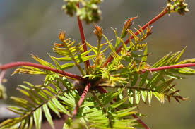 Image result for Kirkiaceae