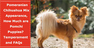 So, on average the pomchi will require a minimum of 30 minutes daily physical activity. Pomeranian Chihuahua Price