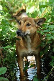 Bisa antar ke rumah hanya untuk wilayah. Kampung Anjing Indonesisch Lokalen Hund Lizenzfreie Fotos Bilder Und Stock Fotografie Image 2873560
