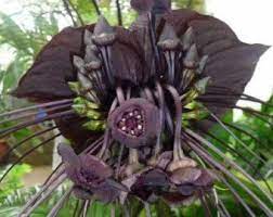 Pin On Flowers
