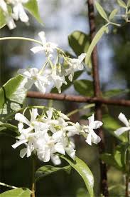 Image result for Trachelospermum jasminoides
