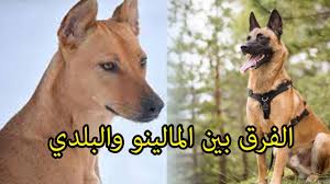 كلب المالينو malinois لديه عدائية فطرية تجاه الحيوانات الاخرى والغرباء لذلك يفضل دائما ان يتعامل كلب المالينوا malinois مع حيوانات اخرى منذ الصغر ليكون اجتماعيا. Ø§Ø³Ø¹Ø§Ø± ÙƒÙ„Ø§Ø¨ Ø§Ù„Ù…Ø§Ù„ÙŠÙ†Ùˆ Ø¬Ø±Ø§ÙˆÙŠ Ù…Ø§Ù„ÙŠÙ†Ùˆ Ù…Ø³ØªÙˆÙ‰ Ø¹Ø§Ù„Ù‰ Ø§Ø³Ø¹Ø§Ø± 2020 Youtube
