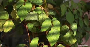Image result for Cissus integrifolia