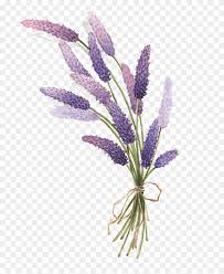 Lavender Drawing Botanical Aesthetic Lavender Plant Drawing Png Clipart 3635611 Pikpng Free pngs contain watermarks, subscribe to unlock unwatermarked png & psds. aesthetic lavender plant drawing png