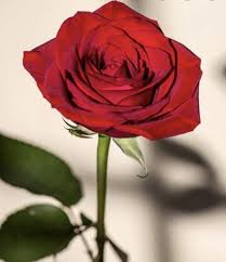 Cremation and funeral prices irving texas cremation online can save people living in irving tx hundreds of dollars on direct cremation. William Hefner Obituary 1947 2021 Irving Tx Legacy Remembers