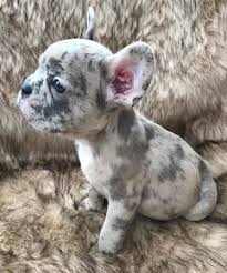 These are the kinds of pups who simply can't spend enough time. French Bulldog Puppies For Sale Worcester Ma 285957