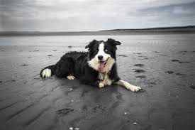 We did not find results for: Unique Characteristics Of The Border Collie Golden Retriever Mix Dogappy