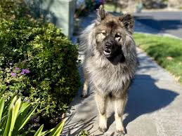After ww ii, the task of rebuilding the breed was spearheaded by a committee led by hans weigelschmidt. Eurasier Full Profile History And Care