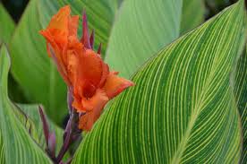 You may know it as pretoria or as bengal tiger. A Canna That Blooms Indoors Why Not Laidback Gardener