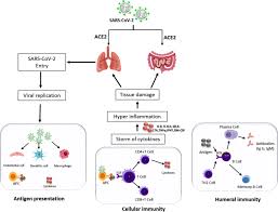 Maatregelen tegen corona blijven gelden. Covid 19 Pathogenesis Advances In Treatment And Vaccine Development And Environmental Impact An Updated Review Springerlink