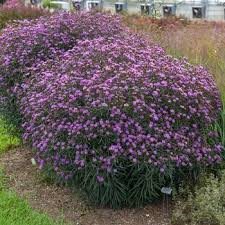 Image result for Vernonia sutherlandii