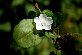 Image result for Evolvulus nummularius