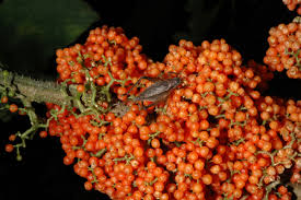 Image result for Urera