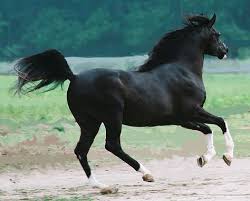 Black Arabian Stallion Horses Black Arabian Horse Black Stallion Horse