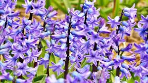 Small purple flowers early spring. 18 Early Spring Flowers A Comprehensive Guide Diy Home Garden