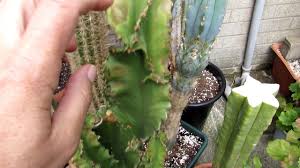 Как сбросить жир с живота. What Sun Scorch Looks Like On Cactus Plants Youtube