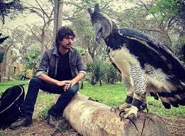 Maybe you would like to learn more about one of these? Viral Elang Raksasa Sebesar Manusia Ternyata Spesies Langka Okezone Lifestyle