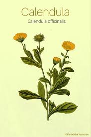 The Herb Calendula Calendula Officinalis Herbalism Herbs Herbal Healing