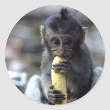 Cute Baby Macaque Monkey Eating Banana Classic Round Sticker Zazzle Com Pet Monkey Cute Baby Monkey Cute Monkey