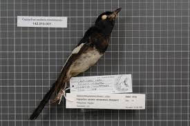 Gracula saularis gmel., lath., turdus mindanensis gmel., lath., turdus amoenus horsf., lanius musicus raffl., lanius shalaris vieill. Philippine Magpie Robin Wikipedia