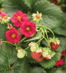 We did not find results for: Berried Treasure Pink Strawberry Fragaria Ananassa Proven Winners