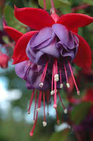 Two Purple Hanging Fuchsia Flowers A Purple And Red Hanging Fuchsia Flower Spon Fuchsia Flowers Purple Hangi Fuchsia Flowers Fuchsia Flower Fuchsia