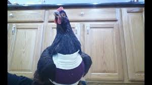 However, thanks to chicken diapers, you might be able to finally bring your favorite chicken… taking care of your chicken after using diapers. How To Make A Chicken Diaper Out Of A Sock By Okuni2