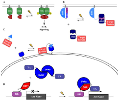 Lipid composition of cell membranes 2. Optogenetic Approaches To Cell Migration And Beyond Abstract Europe Pmc