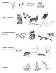 Everglades Food Web Activity Answers Google Search Food Web Food Chain Science Classroom
