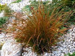 Carex Testacea Orange New Zealand Sedge Gets 12 16 Tall Plant 15 On Centers Part Sun To Full Sun Ornamental Grasses Bog Plants Buy Plants Online