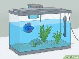 Do Aquarium Fish Need To Be Entertained? - Housesit Match