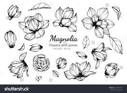 Collection Set Of Magnolia Flower And Leaves Drawing Illustration For Pattern Logo Template Banner Posters Magnolia Flower Magnolia Drawing Illustration