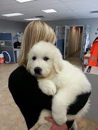 Its So Fluffy Im Gonna Dieee Cute Animals Cute Dogs Puppies