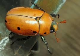 Beetle Big Black Bug In House Bug Of The Day Grape Vines Bugs Beetle