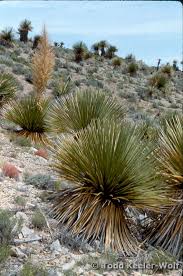 Image result for Nolletia arenosa