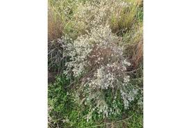 Image result for Eriocephalus ambiguus