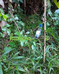 Image result for Allophylus abyssinicus