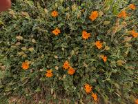 Image result for Thunbergia gregorii