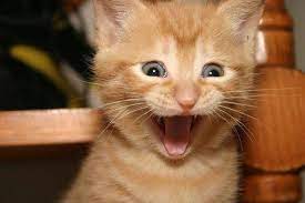 20 Funny Shocked Cat Memes Funny Cat Photos Funny Cat Videos Funny Cat Pictures