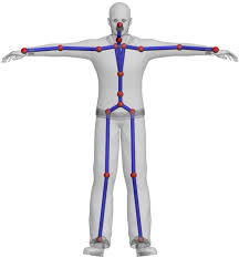 The torso muscles attach to the skeletal core of the trunk, and depending on their location are divided into two large groups: Dof Of The Skeleton The Arrows Indicate The Joints Employed In The Download Scientific Diagram
