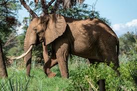 Solar electric fencing products and solar electric fencing energizers at wholesale prices. How Electric Fences Can Save Hundreds Of Sri Lankan Elephants Earth Org Past Present Future