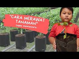 Siti menghampiri pak udin yang sedang merawat tanaman di halaman sekolah. Wawancara Cara Merawat Tanaman Kelas 3 Sd Youtube