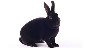 Mini Rex Rabbit Is This Your Ideal New Pet