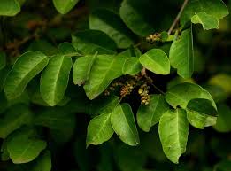 Image result for Phyllanthus reticulatus