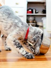It's taken with permission from an article published in 1990 by the earth island journal. Fda Dog Food Recall More Than 100 Dogs Have Now Died After Eating Tainted Food Self