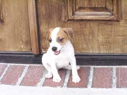 We did not find results for: Jack Russell Puppies For Sale Craigslist