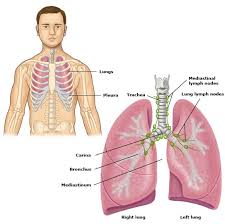 The pleura is a double‐layered membrane consisting of an inner pulmonary (visceral) pleura, which surrounds each lung, and an outer parietal pleura. Normal Lung Anatomy Pi