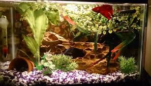 10 Best Led Aquarium Lighting For Plants Corals 2020 Reviews